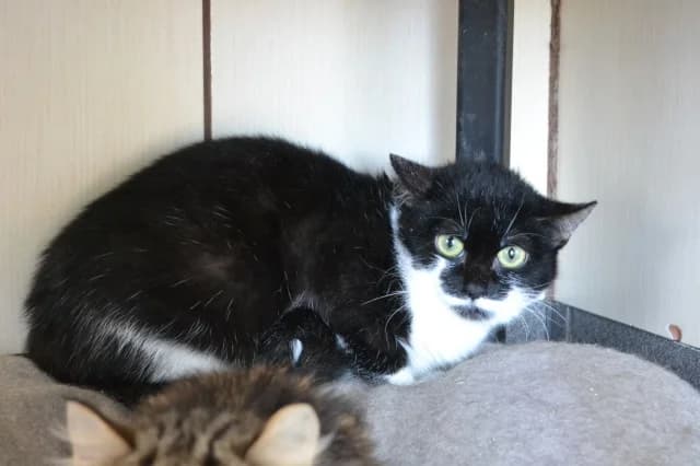Cat 28599, male puppy Mixed Breed for adoption at Pets Tallinn Shelter, Tallinn