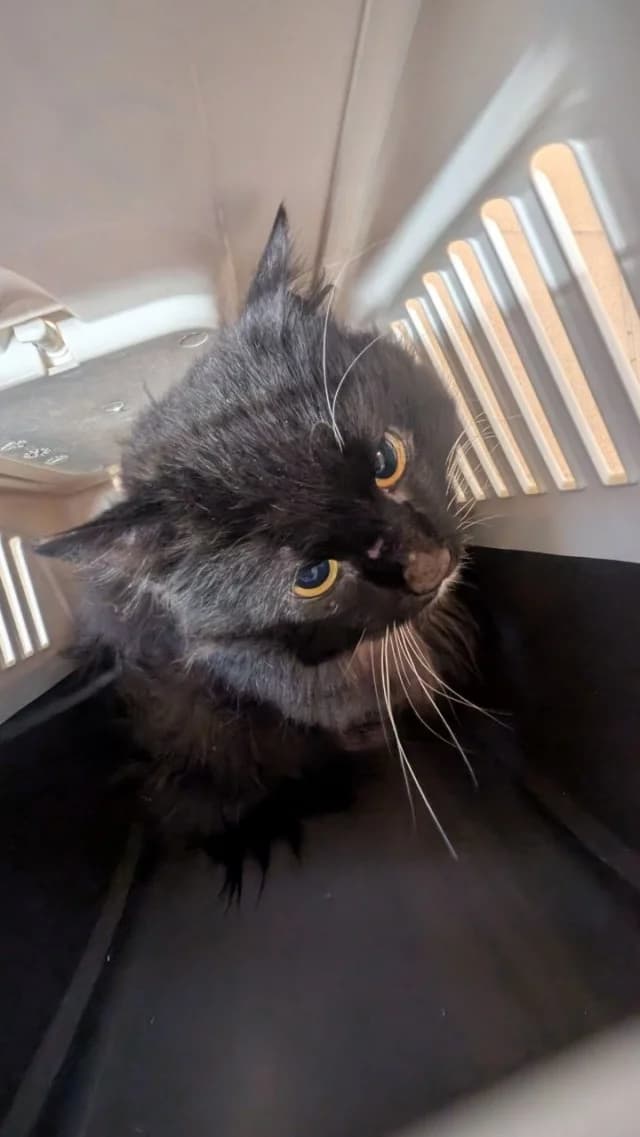 Cat 28600, female young Mixed Breed for adoption at Pets Tallinn Shelter, Tallinn
