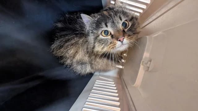 Cat 28601, female young Mixed Breed for adoption at Pets Tallinn Shelter, Tallinn