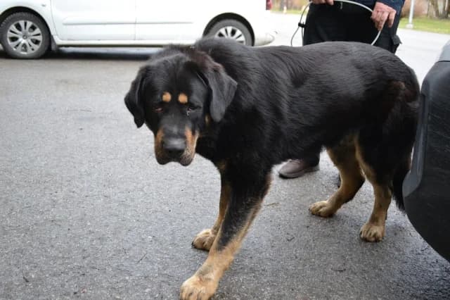 Fritz, Mixed Breed (Pets Tallinn Shelter)