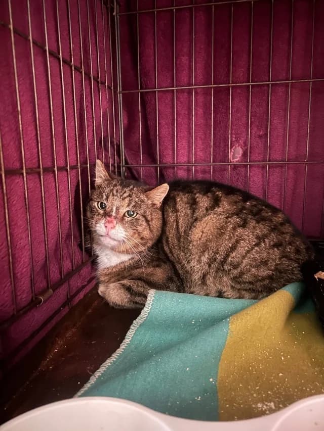 Cat 28604, female young Mixed Breed for adoption at Pets Tallinn Shelter, Tallinn