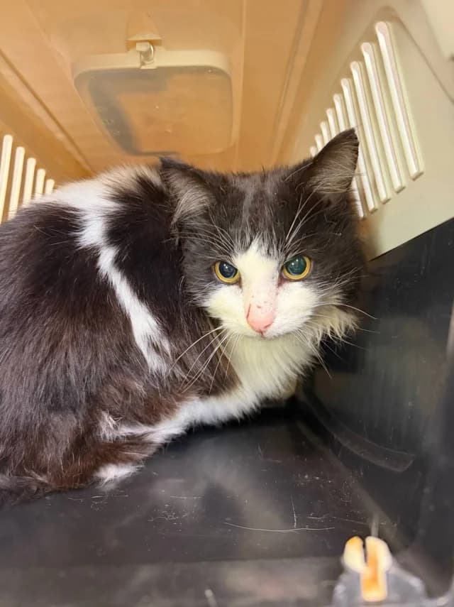 Cat 28605, female young Mixed Breed for adoption at Pets Tallinn Shelter, Tallinn