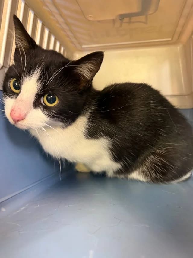 Cat 28606, female young Mixed Breed for adoption at Pets Tallinn Shelter, Tallinn