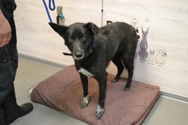 Ulia, female puppy Mixed Breed for adoption at Pets Tallinn Shelter, Tallinn