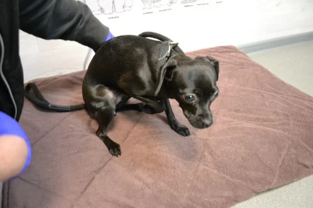 Lucia, female puppy Mixed Breed for adoption at Pets Tallinn Shelter, Tallinn