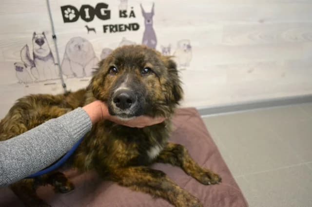 Grey, female puppy Mixed Breed for adoption at Pets Tallinn Shelter, Tallinn