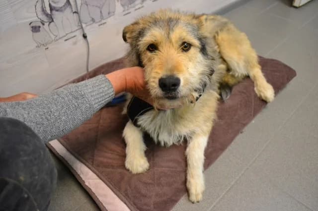 Chara, Mixed Breed (Pets Tallinn Shelter)