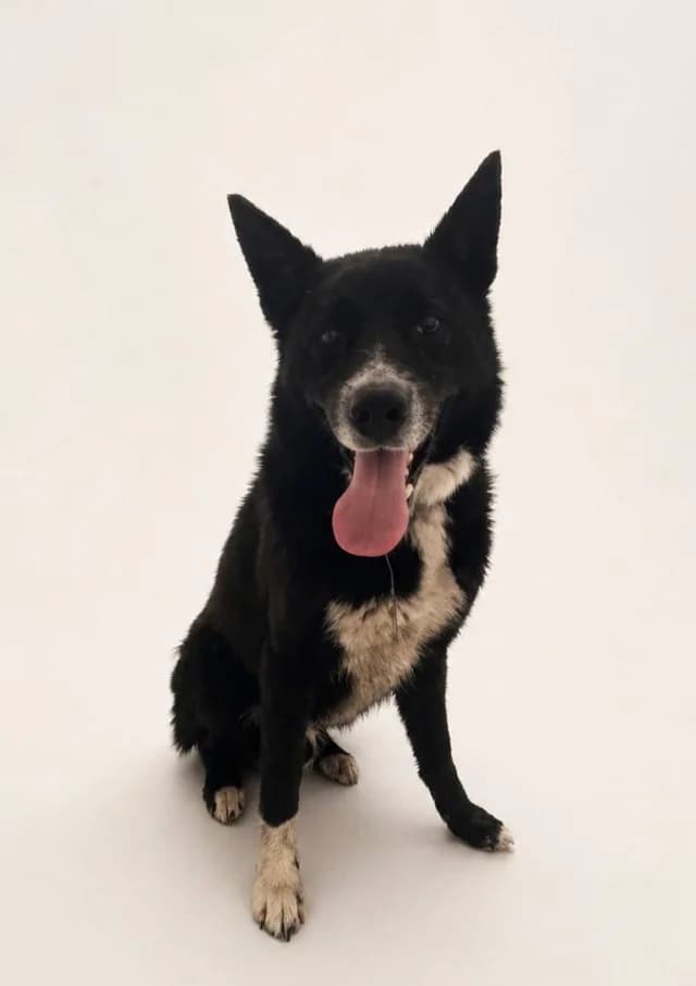 Dog 28626, female puppy Mixed Breed for adoption at Pets Tallinn Shelter, Tallinn