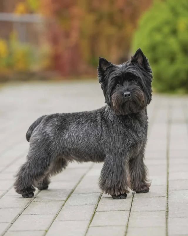 Barni, female young Mixed Breed for adoption at Pets Tallinn Shelter, Tallinn