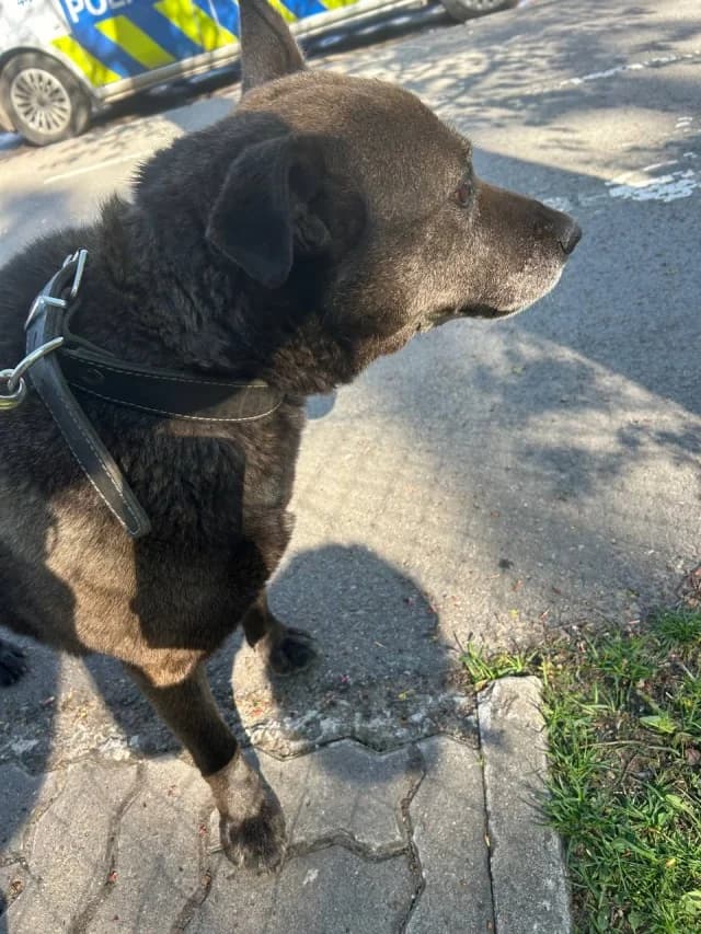 Dog 28631, female young Mixed Breed for adoption at Pets Tallinn Shelter, Tallinn