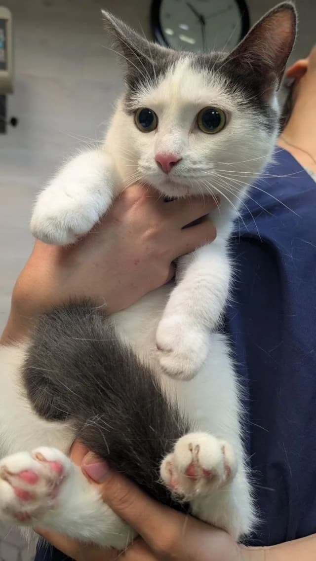 Kuzya, Mixed Breed (Pets Tallinn Shelter)