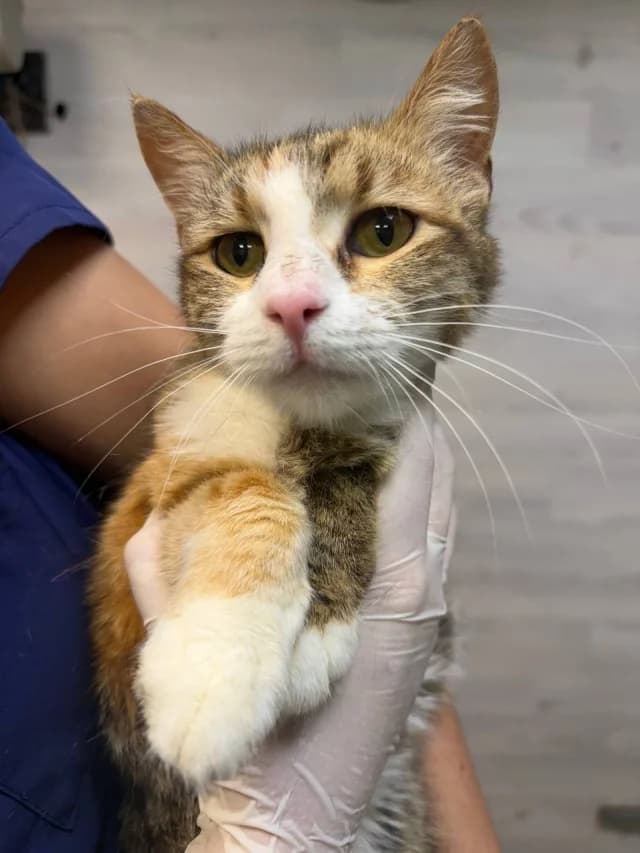 Glasha, Mixed Breed (Pets Tallinn Shelter)