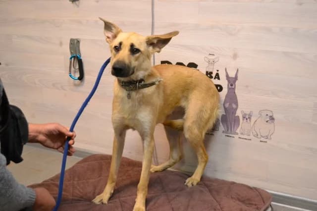 Aida, Mixed Breed (Pets Tallinn Shelter)