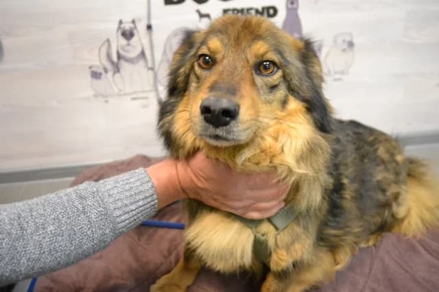Charlie, Mixed Breed (Pets Tallinn Shelter)