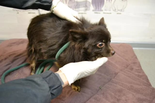 Taya, Mixed Breed (Pets Tallinn Shelter)