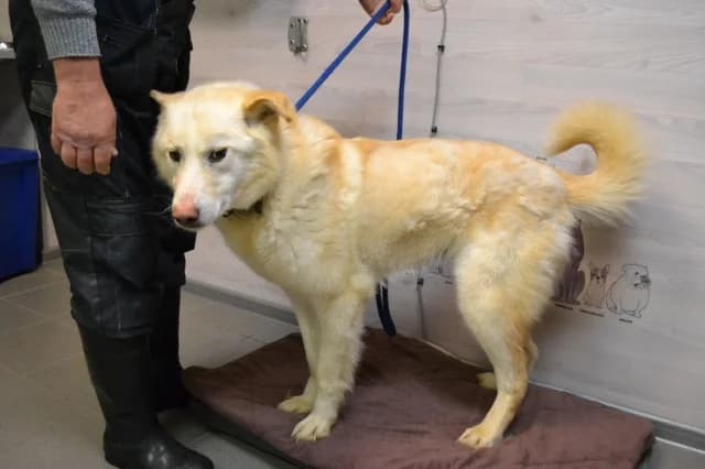 Yukon, Mixed Breed (Pets Tallinn Shelter)