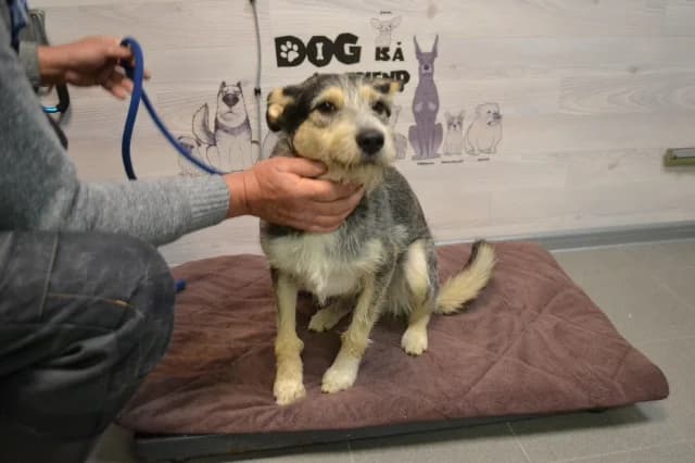 Aurora, Mixed Breed (Pets Tallinn Shelter)