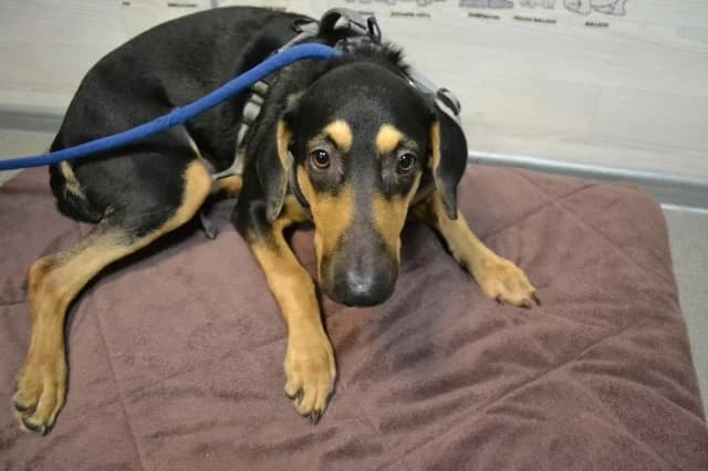 Maya, Mixed Breed (Pets Tallinn Shelter)