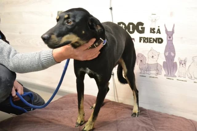 Rocky, Mixed Breed (Pets Tallinn Shelter)