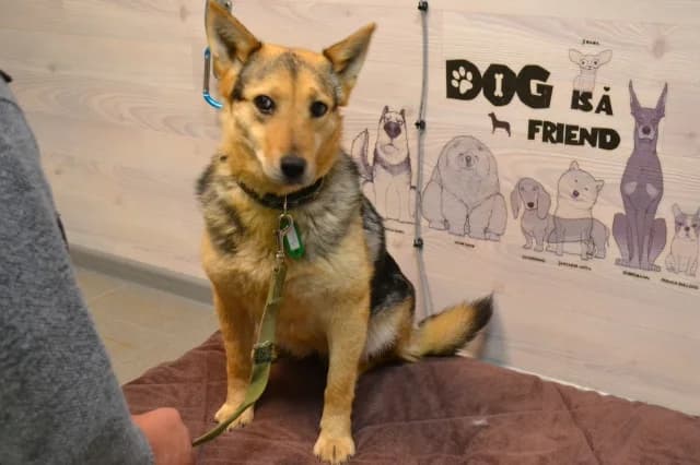Sima, Mixed Breed (Pets Tallinn Shelter)