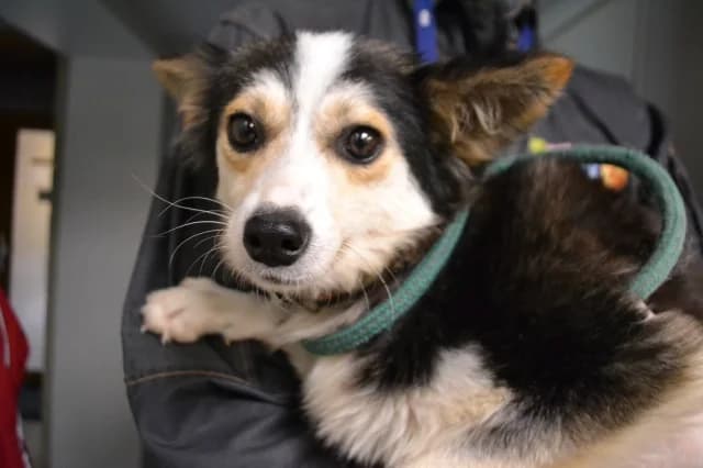 Ronda, Mixed Breed (Pets Tallinn Shelter)