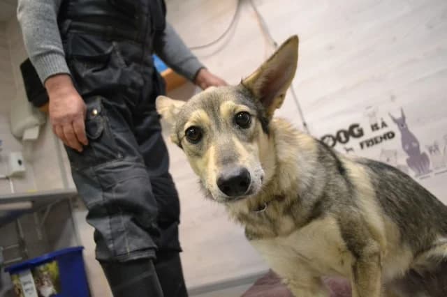Patricia, female 5yo Mixed Breed for adoption at Pets Tallinn Shelter, Tallinn