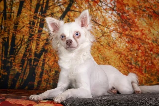 Emily, Mixed Breed (Pets Tallinn Shelter)