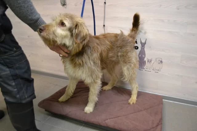 Bro, Mixed Breed (Pets Tallinn Shelter)
