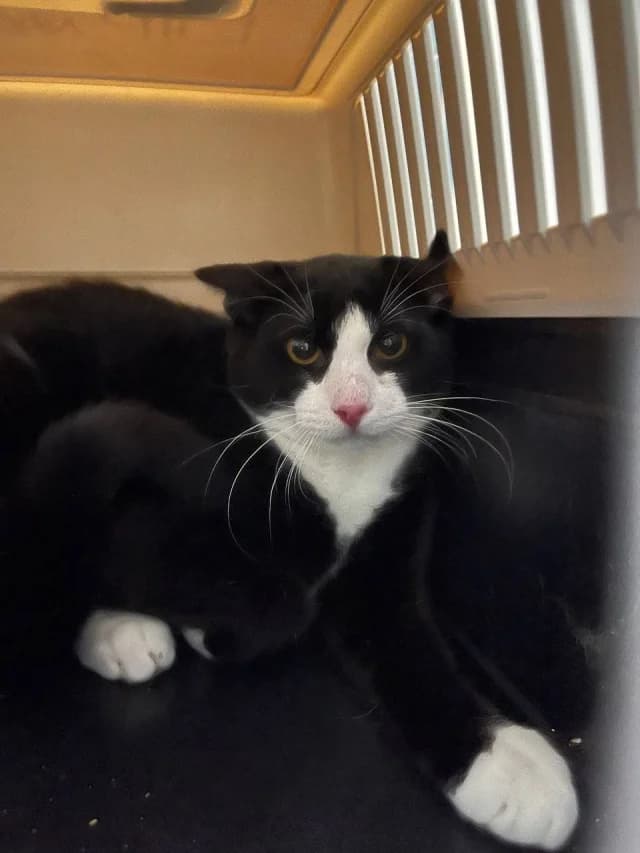 Cat 28667, Mixed Breed (Pets Tallinn Shelter)