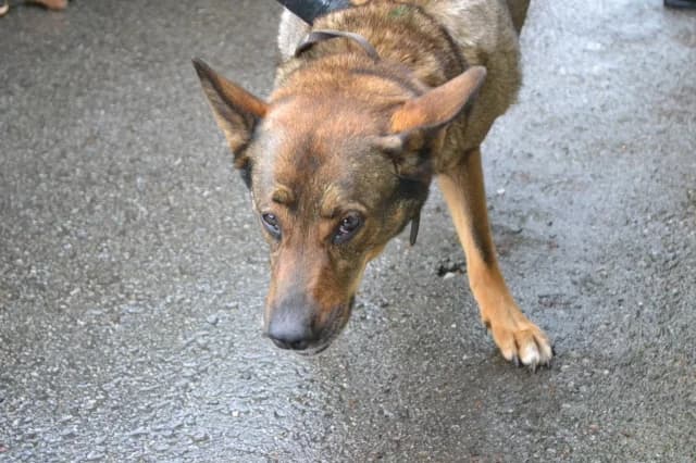 Berta, Mixed Breed (Pets Tallinn Shelter)