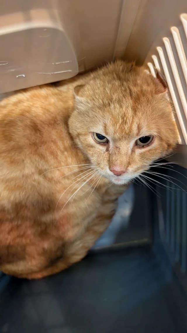 Cat 28672, Mixed Breed (Pets Tallinn Shelter)