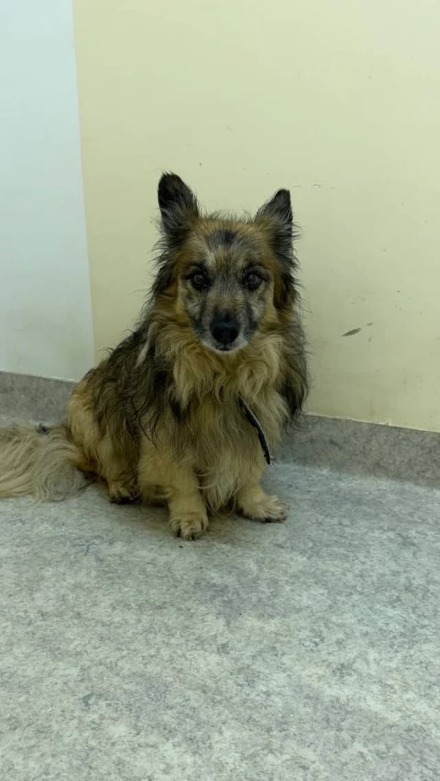 Dog 28673, female 5yo Mixed Breed for adoption at Pets Tallinn Shelter, Tallinn