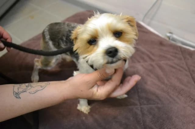 Diana, Mixed Breed (Pets Tallinn Shelter)