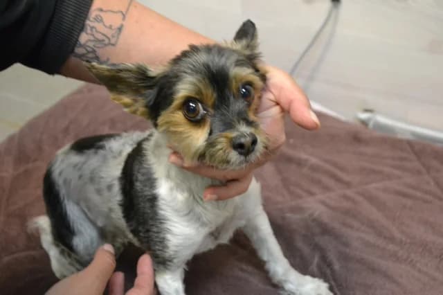 Betti, Mixed Breed (Pets Tallinn Shelter)