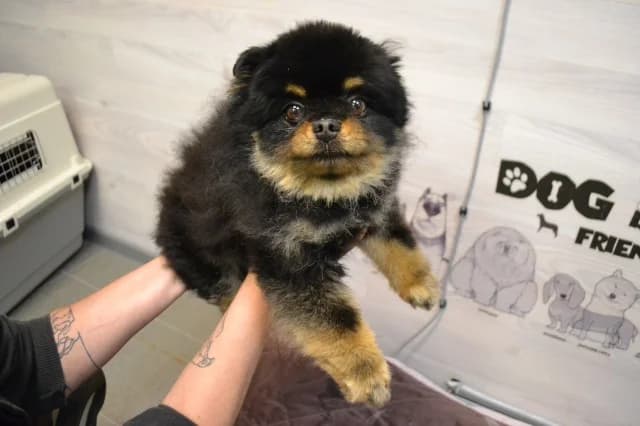 Bruce, Mixed Breed (Pets Tallinn Shelter)
