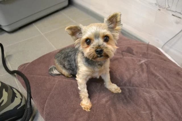 Dana, Mixed Breed (Pets Tallinn Shelter)