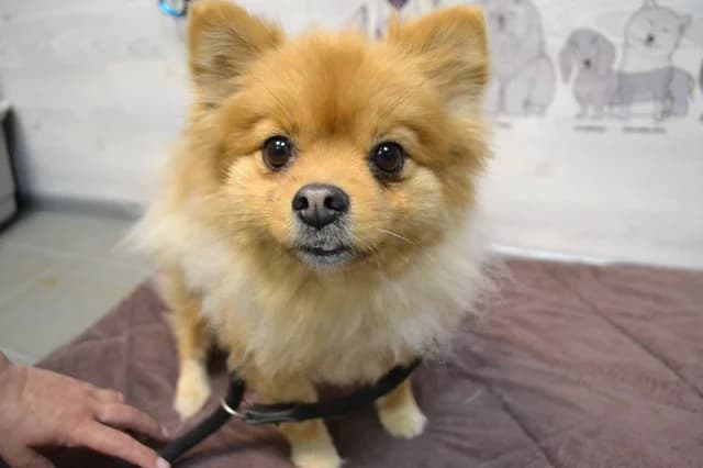 Adel, Mixed Breed (Pets Tallinn Shelter)