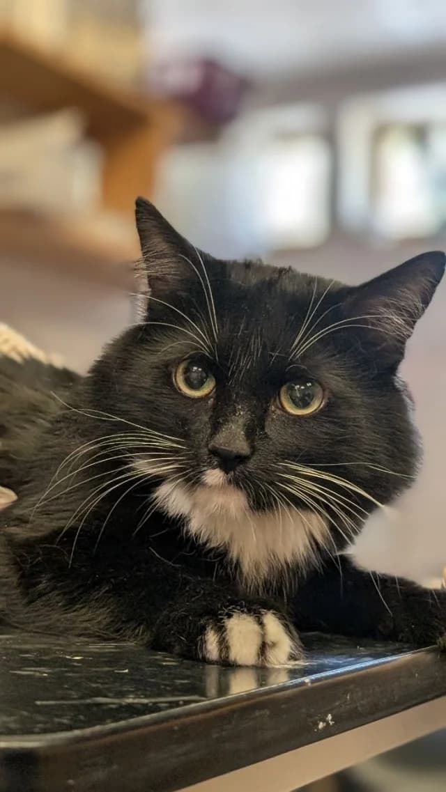 Cat 28681, female 5yo Mixed Breed for adoption at Pets Tallinn Shelter, Tallinn