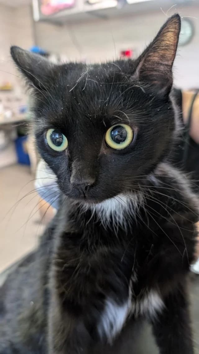 Cat 28682, Mixed Breed (Pets Tallinn Shelter)