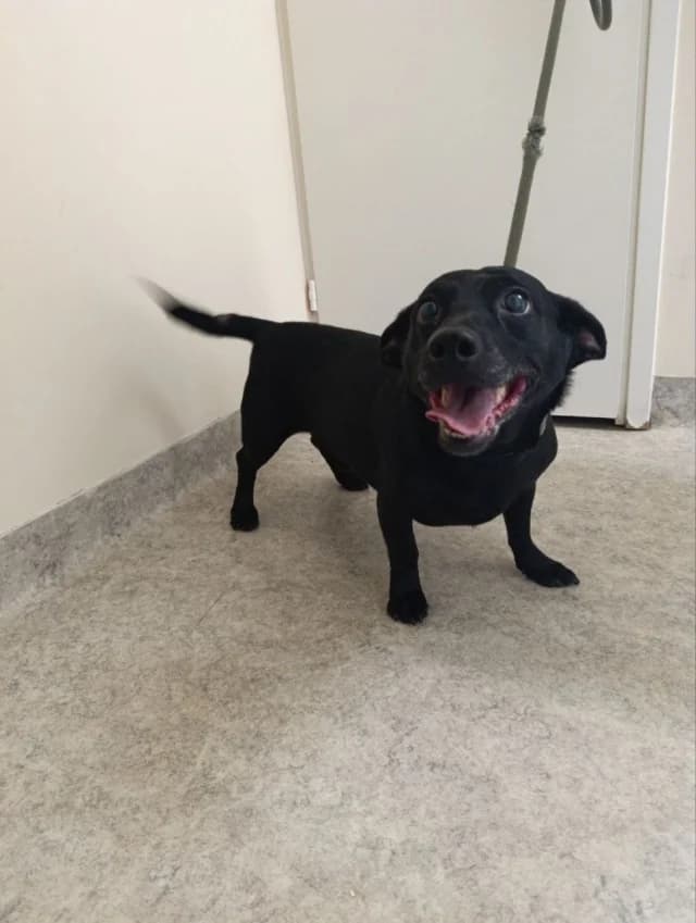 Dog 28686, female 5yo Mixed Breed for adoption at Pets Tallinn Shelter, Tallinn