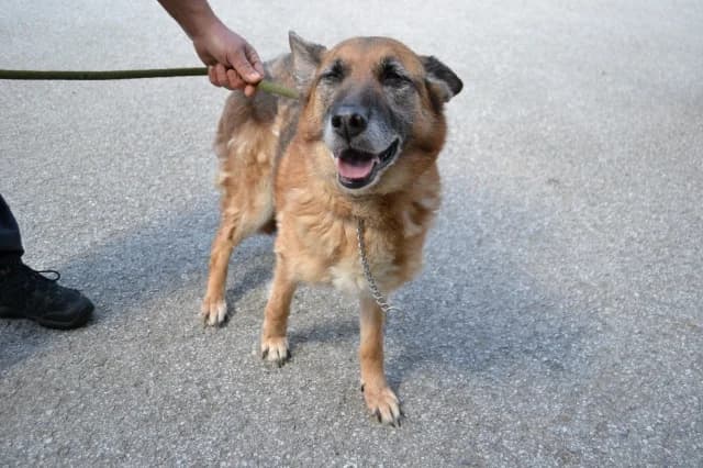 Bagira, male senior Mixed Breed for adoption at Pets Tallinn Shelter, Tallinn