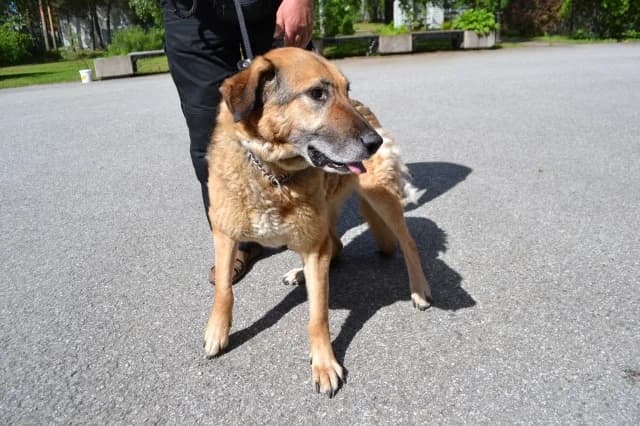 Dog 28688, male senior Mixed Breed for adoption at Pets Tallinn Shelter, Tallinn