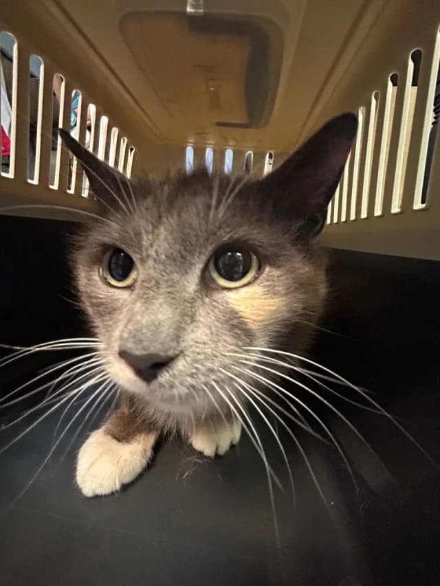 Cat 28689, male senior Mixed Breed for adoption at Pets Tallinn Shelter, Tallinn