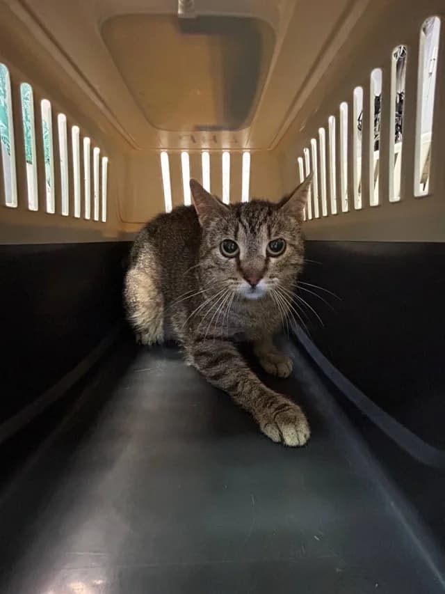 Cat 28690, male senior Mixed Breed for adoption at Pets Tallinn Shelter, Tallinn