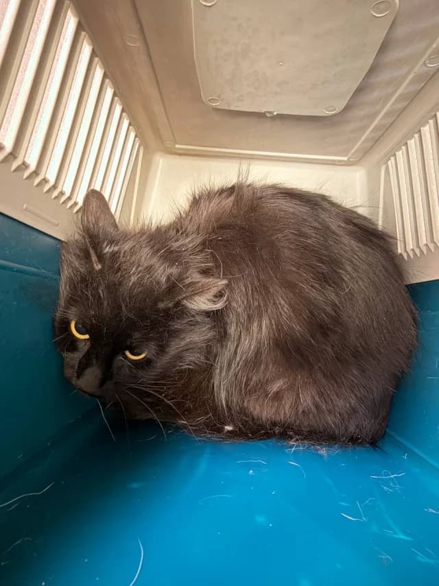 Cat 28691, male senior Mixed Breed for adoption at Pets Tallinn Shelter, Tallinn