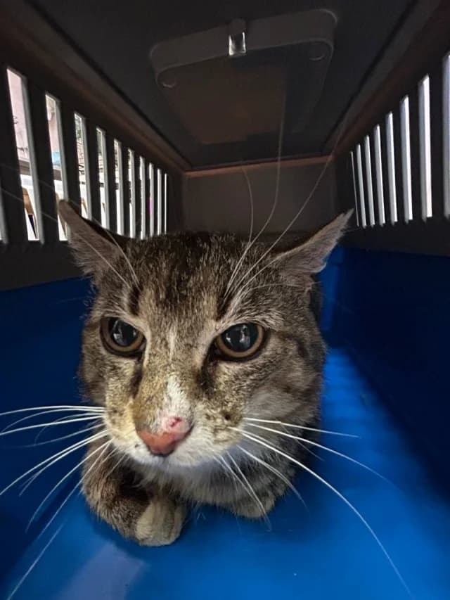 Cat 28692, male senior Mixed Breed for adoption at Pets Tallinn Shelter, Tallinn