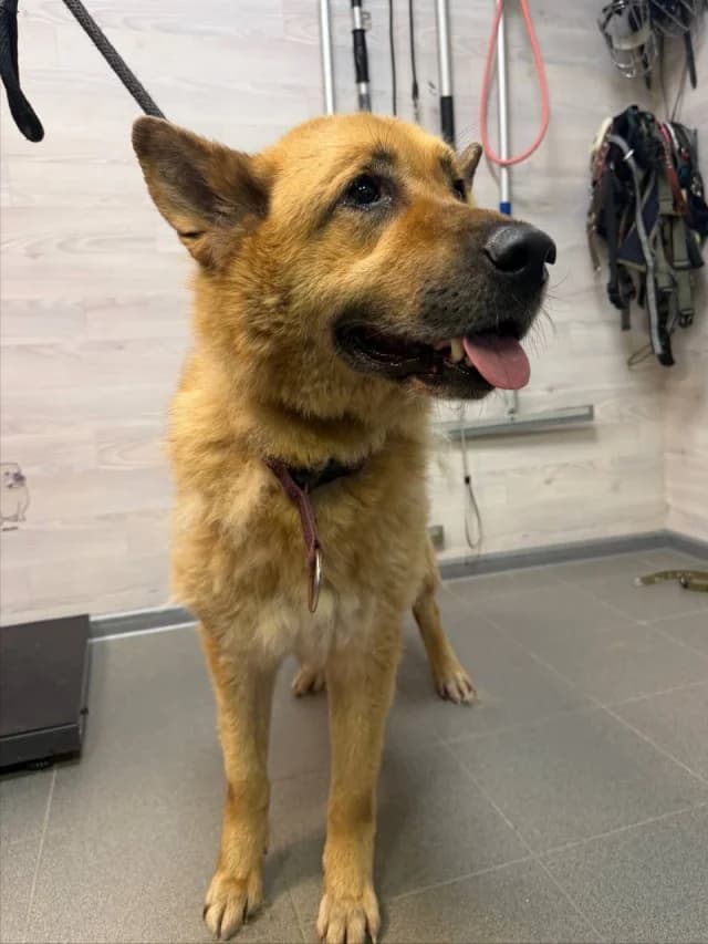 Dog 28694, male 3yo Mixed Breed for adoption at Pets Tallinn Shelter, Tallinn