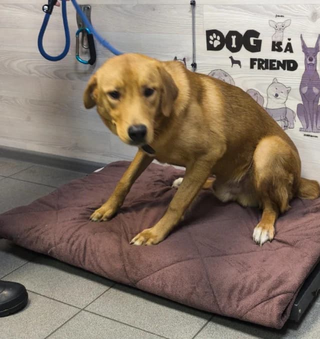 Richard, male young Mixed Breed for adoption at Pets Tallinn Shelter, Tallinn