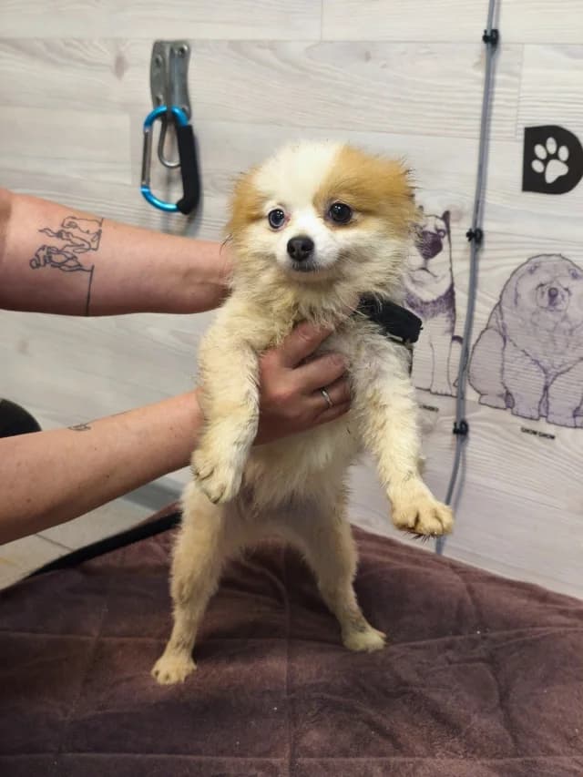 Candy, male young Mixed Breed for adoption at Pets Tallinn Shelter, Tallinn