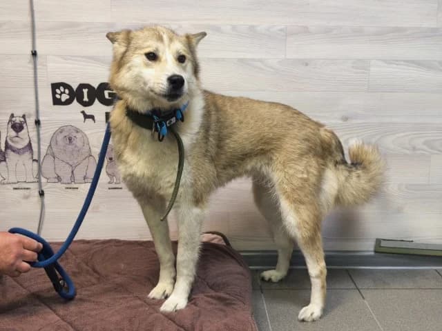 Kyuna, male young Mixed Breed for adoption at Pets Tallinn Shelter, Tallinn